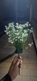 گل عروس ۳۵ و ۴۹ شاخه قد ۴۰ سانتیمتر
