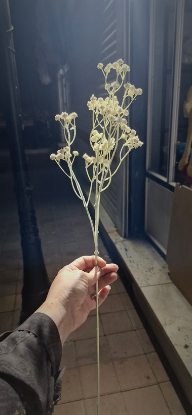 شاخه گل عالیجناب